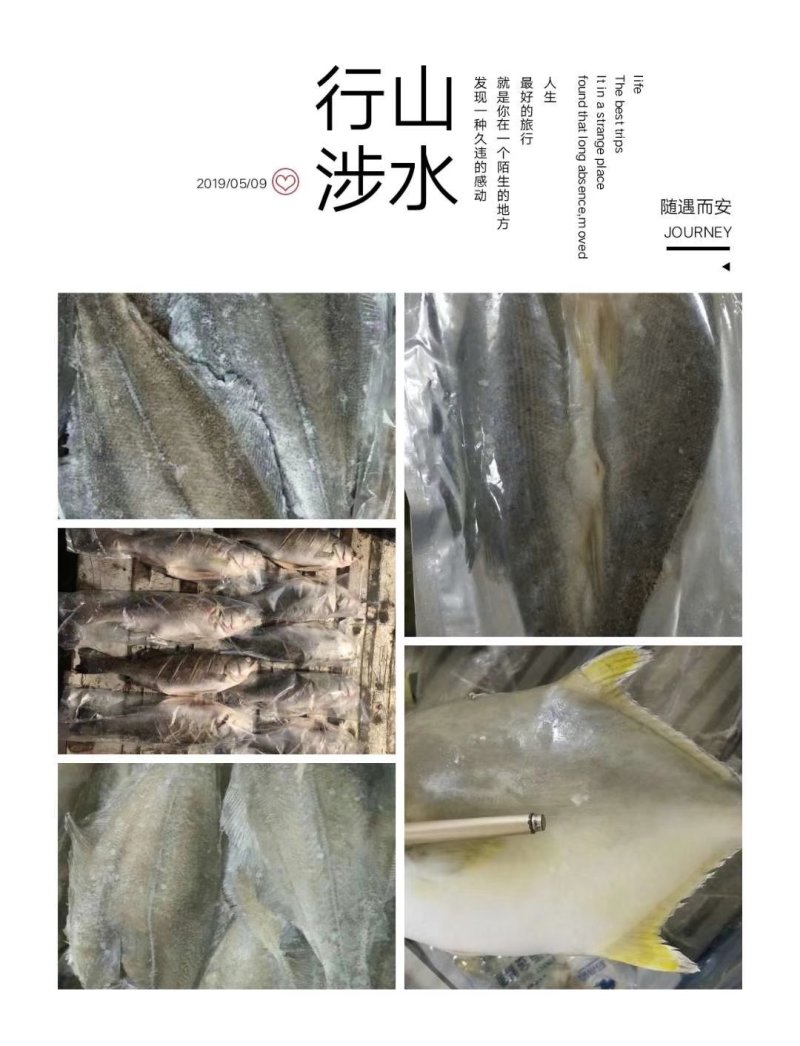 巴沙鱼系列