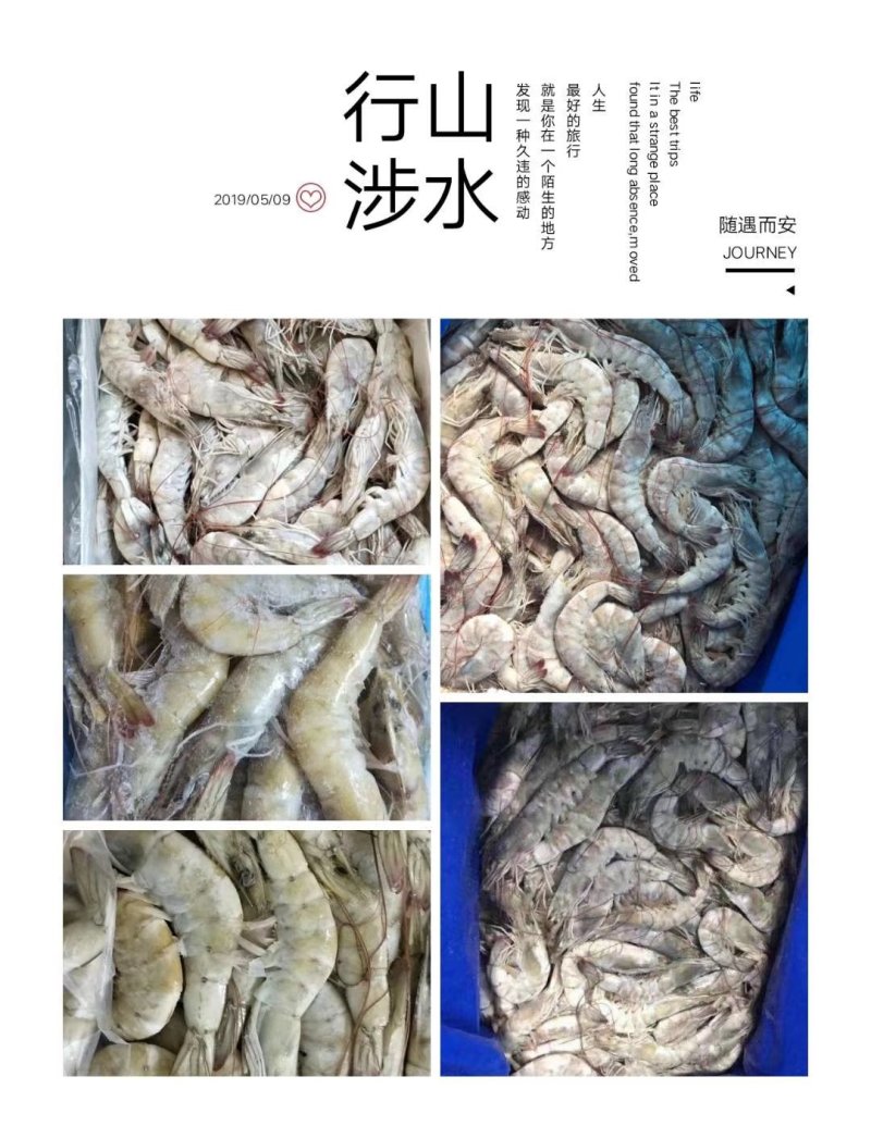 巴沙鱼系列