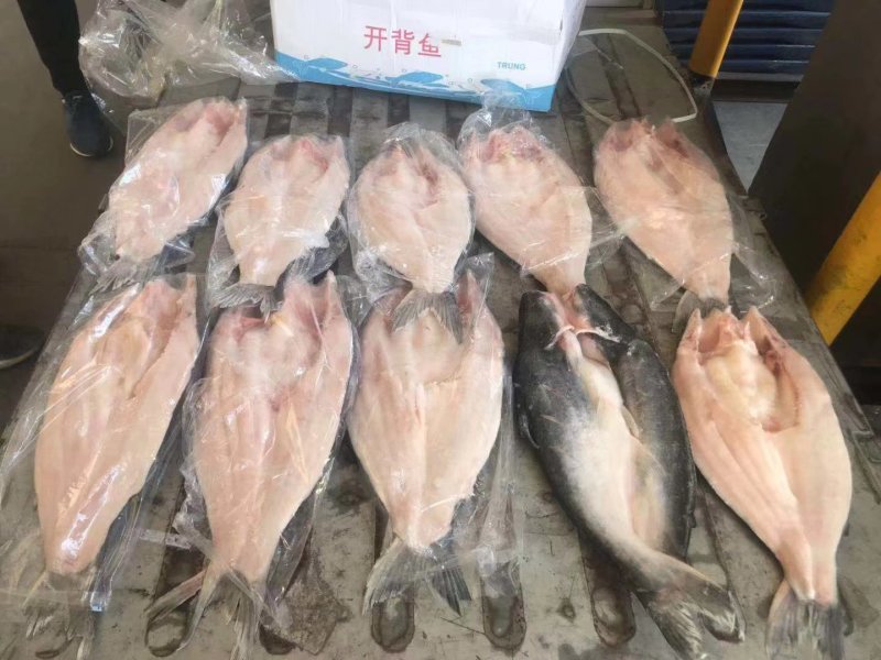 巴沙鱼系列