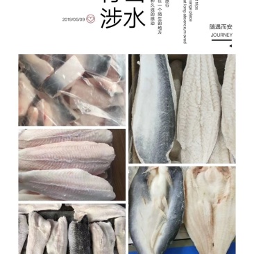 巴沙鱼系列