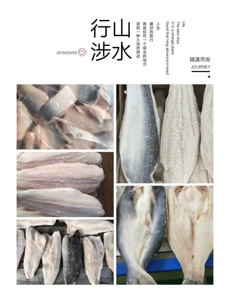 巴沙鱼系列