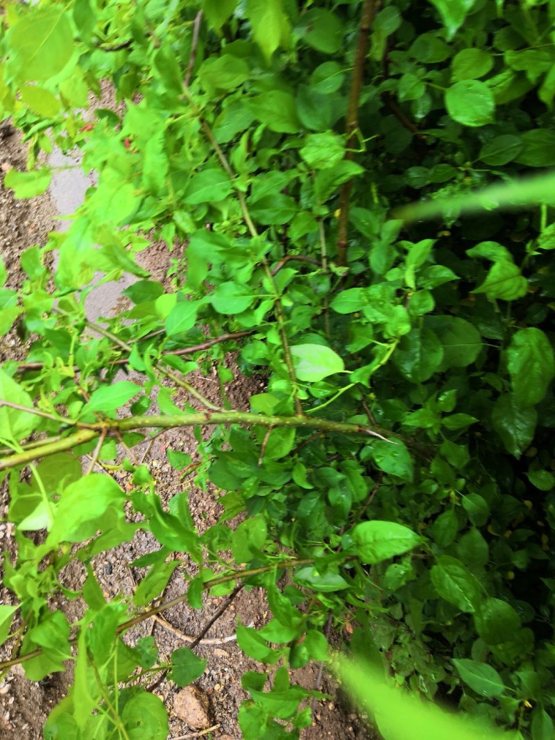 自产自销，山荆子苗，