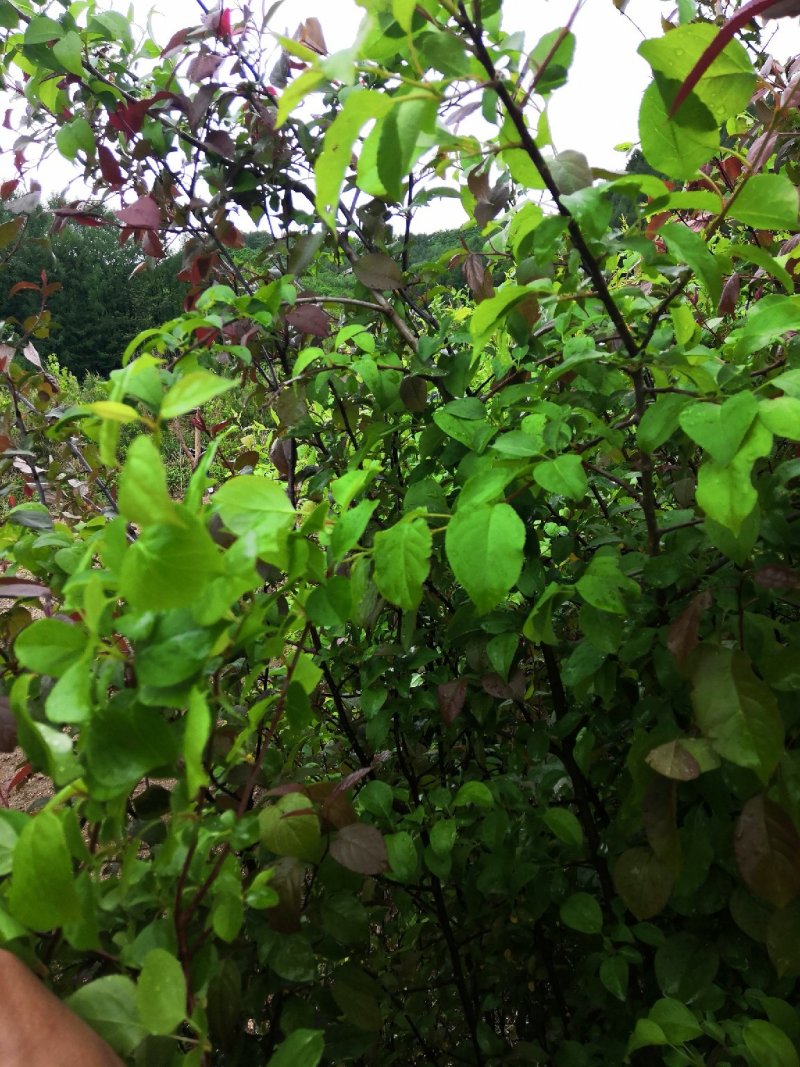 自产自销，山荆子苗，