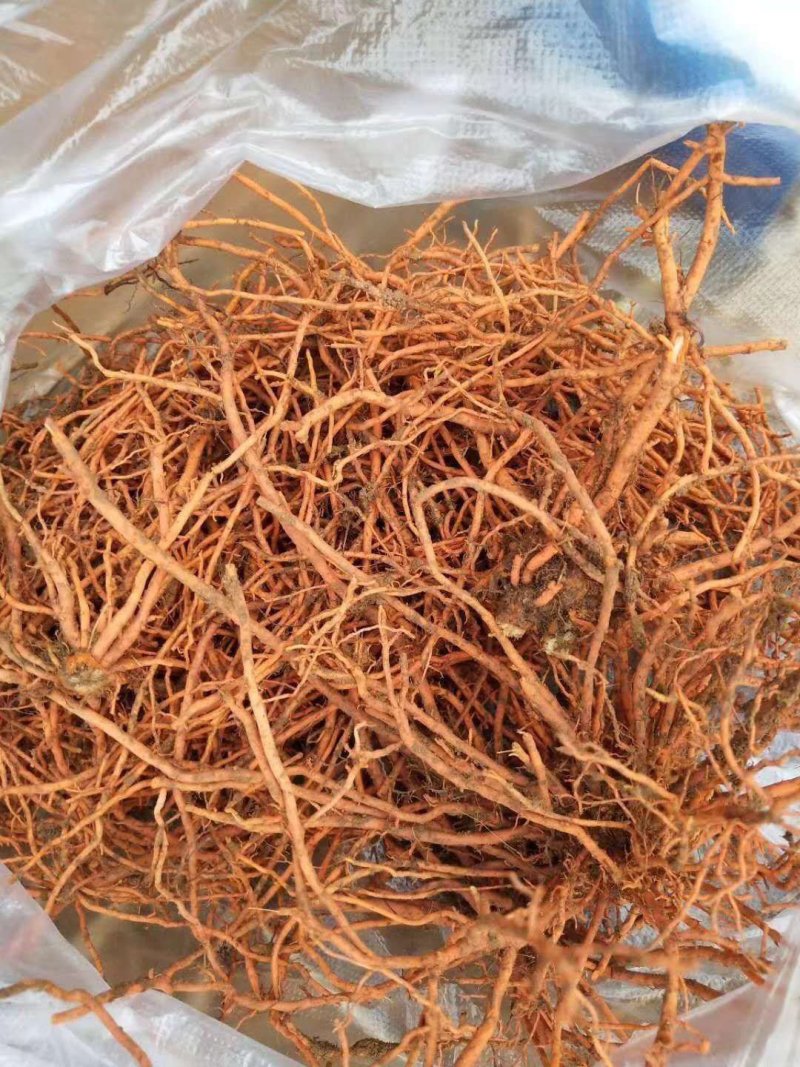 【产地直发】野蚕豆一斤起售假一赔十货源稳定