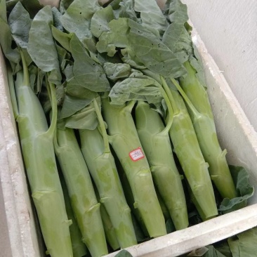 精品芥兰