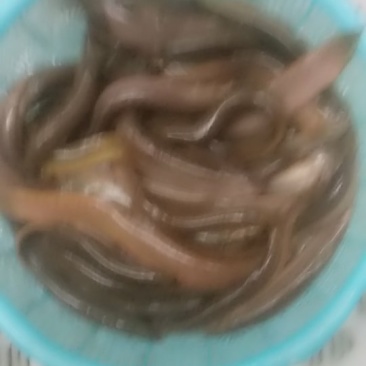 台湾泥鳅