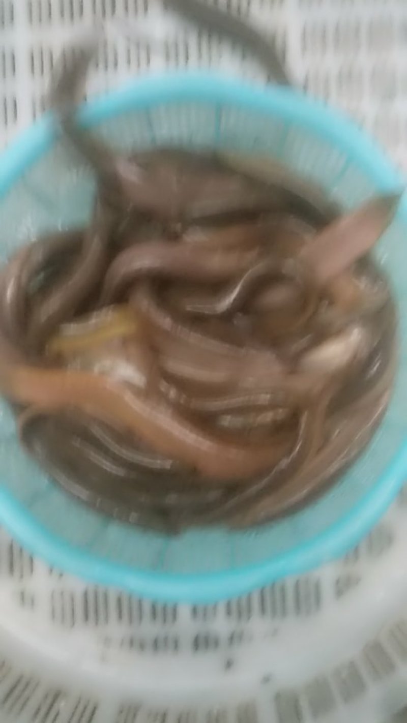 台湾泥鳅