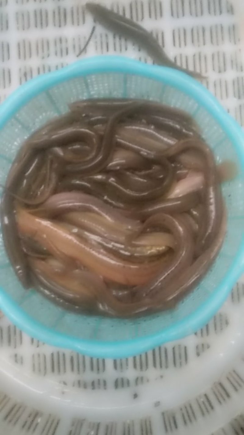 台湾泥鳅