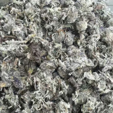 青海果洛雪山的雪莲花本地特产