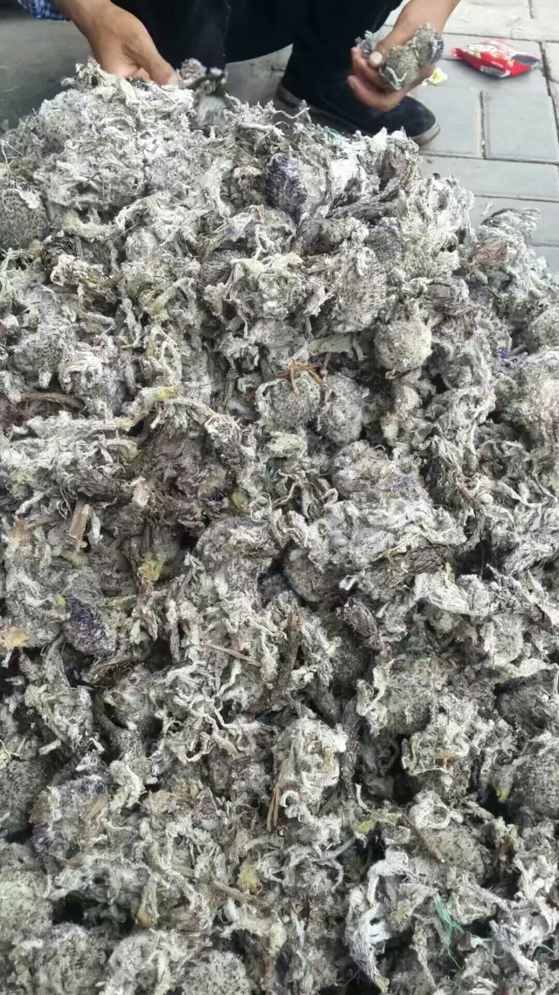 青海果洛雪山的雪莲花本地特产