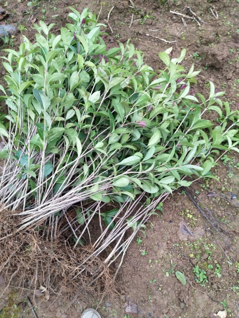 桂花树苗规格齐全现挖现发苗圃直供桂花迷苗