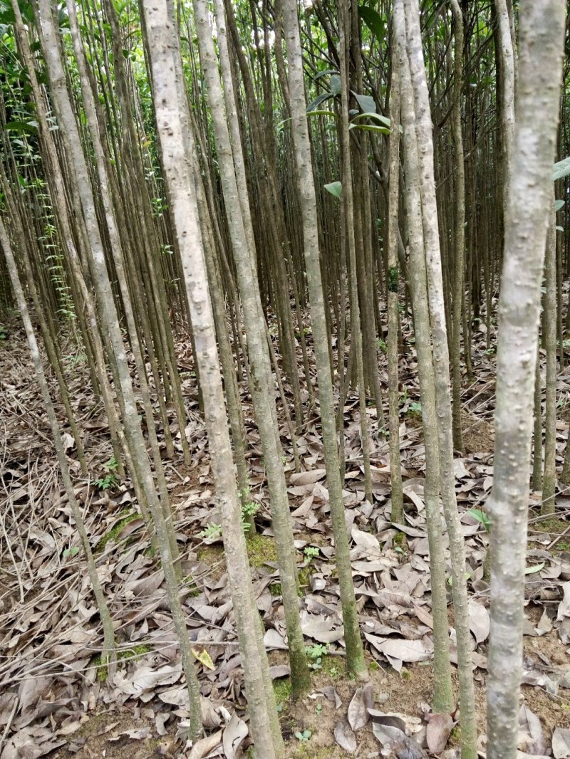 桂花树苗规格齐全现挖现发苗圃直供桂花迷苗