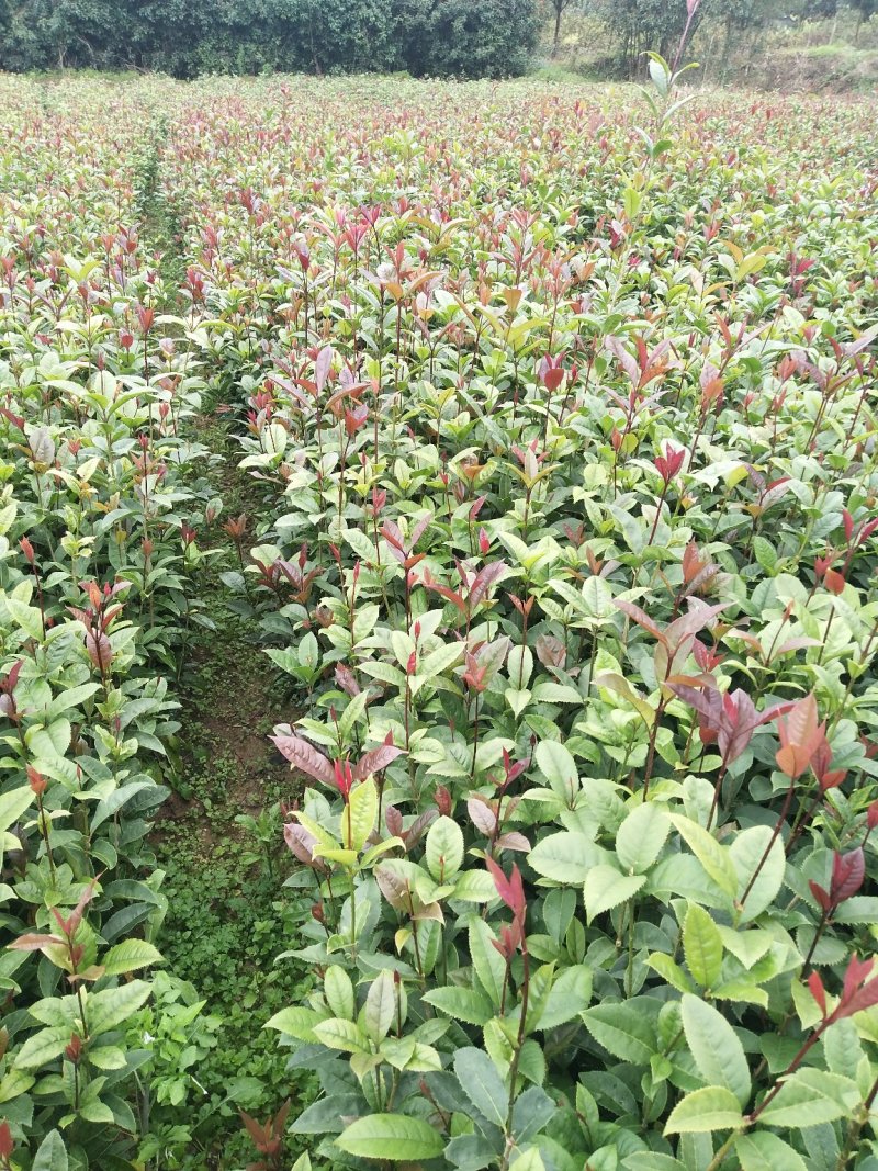 桂花树苗规格齐全现挖现发苗圃直供桂花迷苗