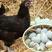 绿壳蛋鸡苗孵化场直供鸡苗，做过防疫，包成活