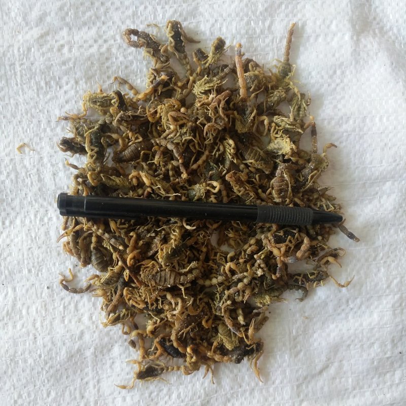 全蝎振兴药材批发全蝎规格齐全量大从优