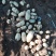泗水县荷兰土豆，万亩产地，分级包装，一条龙服务