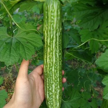 豪迈系列苦瓜苗