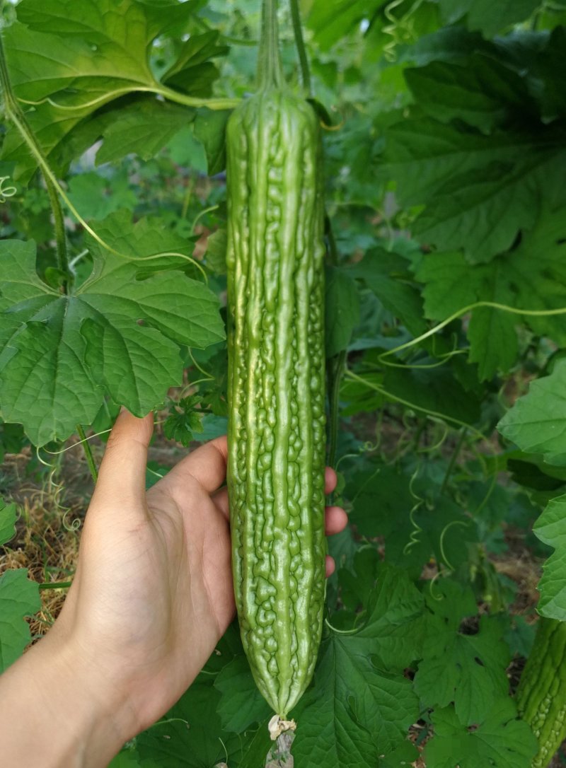 豪迈系列苦瓜苗