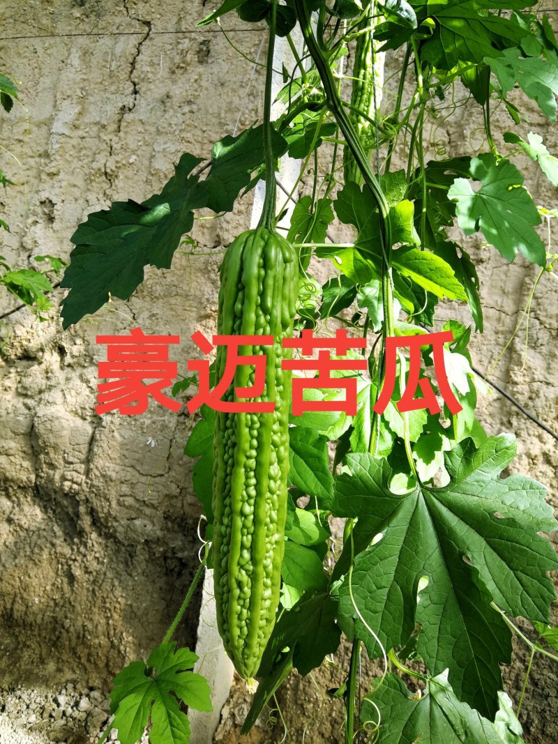 豪迈系列苦瓜苗
