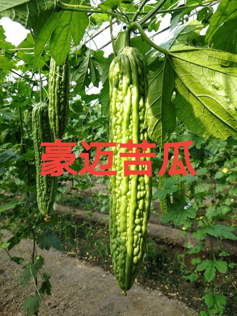 豪迈系列苦瓜苗