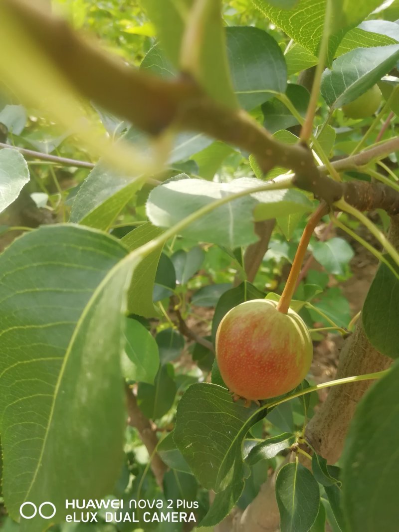 梨月梨树苗八年秋月梨树一棵五元(八年)给钱挖树