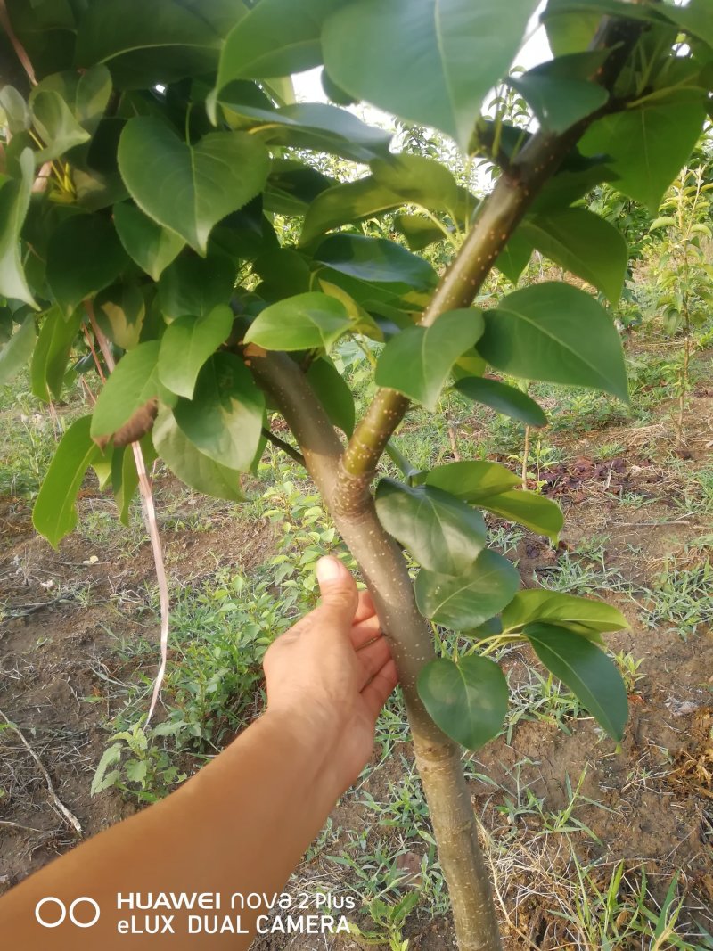 梨月梨树苗八年秋月梨树一棵五元(八年)给钱挖树