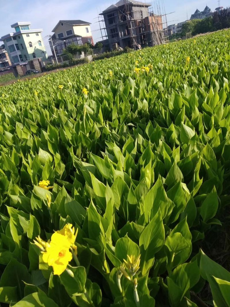 美人蕉花叶美人蕉紫叶美人蕉青