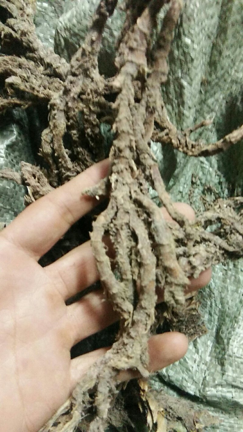 野生石菖蒲，石菖蒲，香蒲！