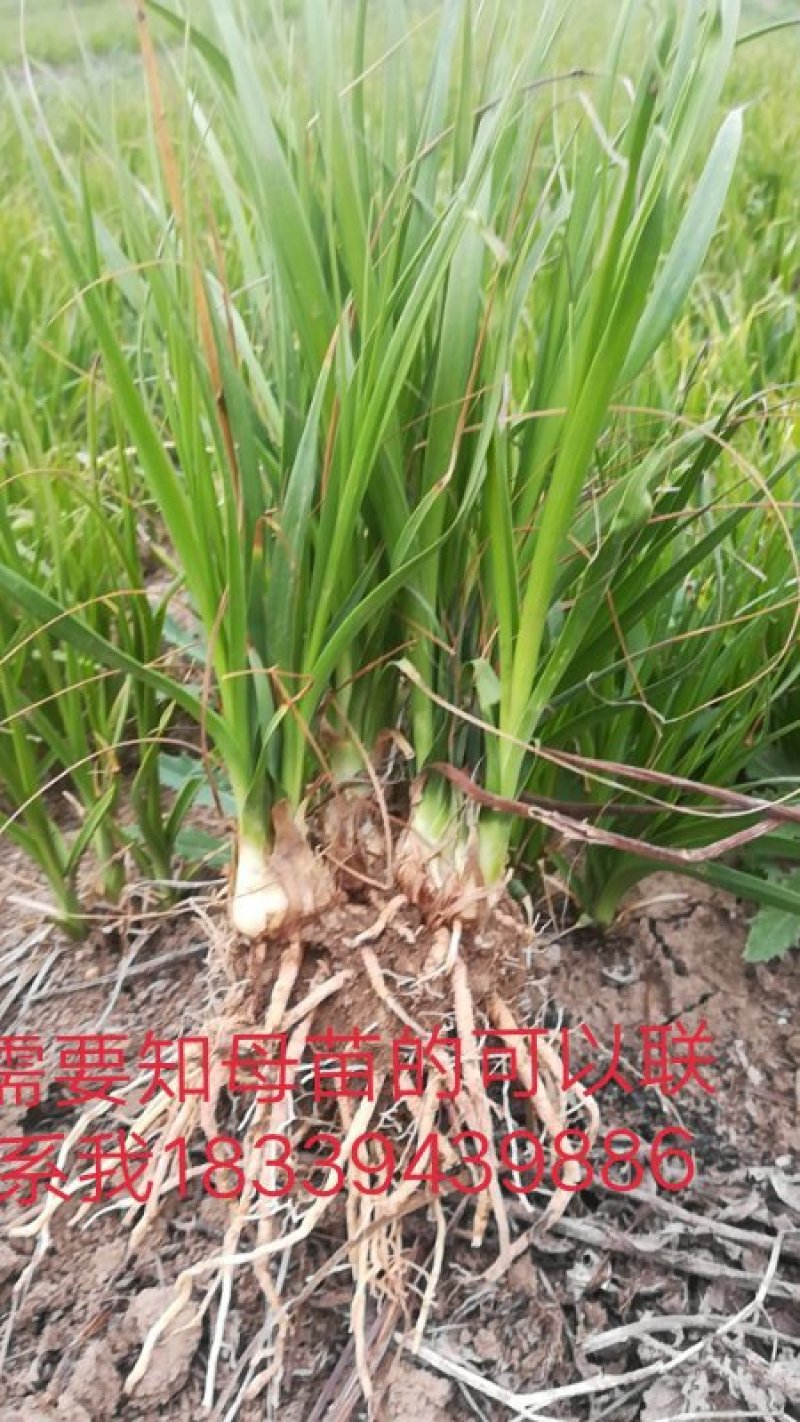 藏红花种球开始上市了。