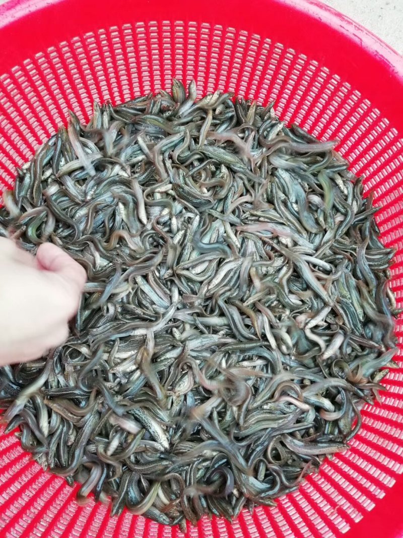 杂交泥鳅苗台湾泥鳅苗快大泥鳅鱼苗一年可养殖3批