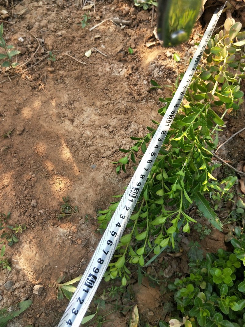 瓜子黄杨优质小叶黄杨基地直发欢迎实地看货