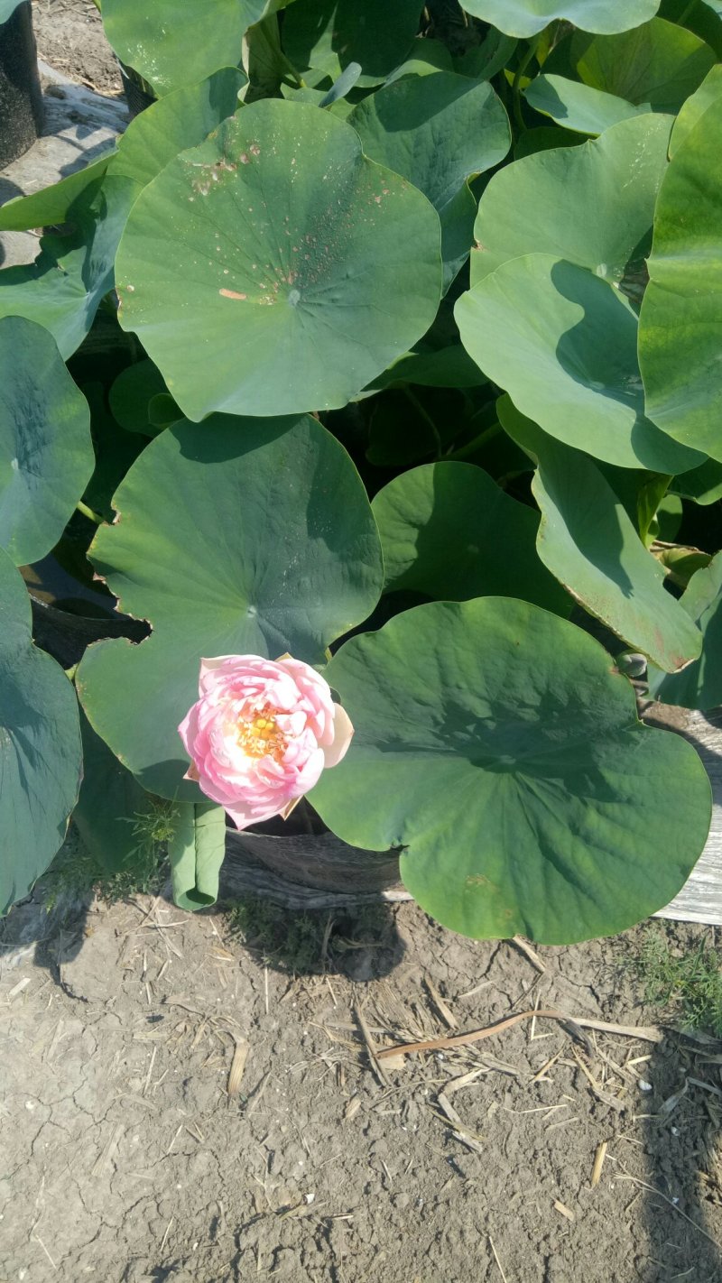 睡莲苗蓝色妖姬睡莲精品迷你睡莲