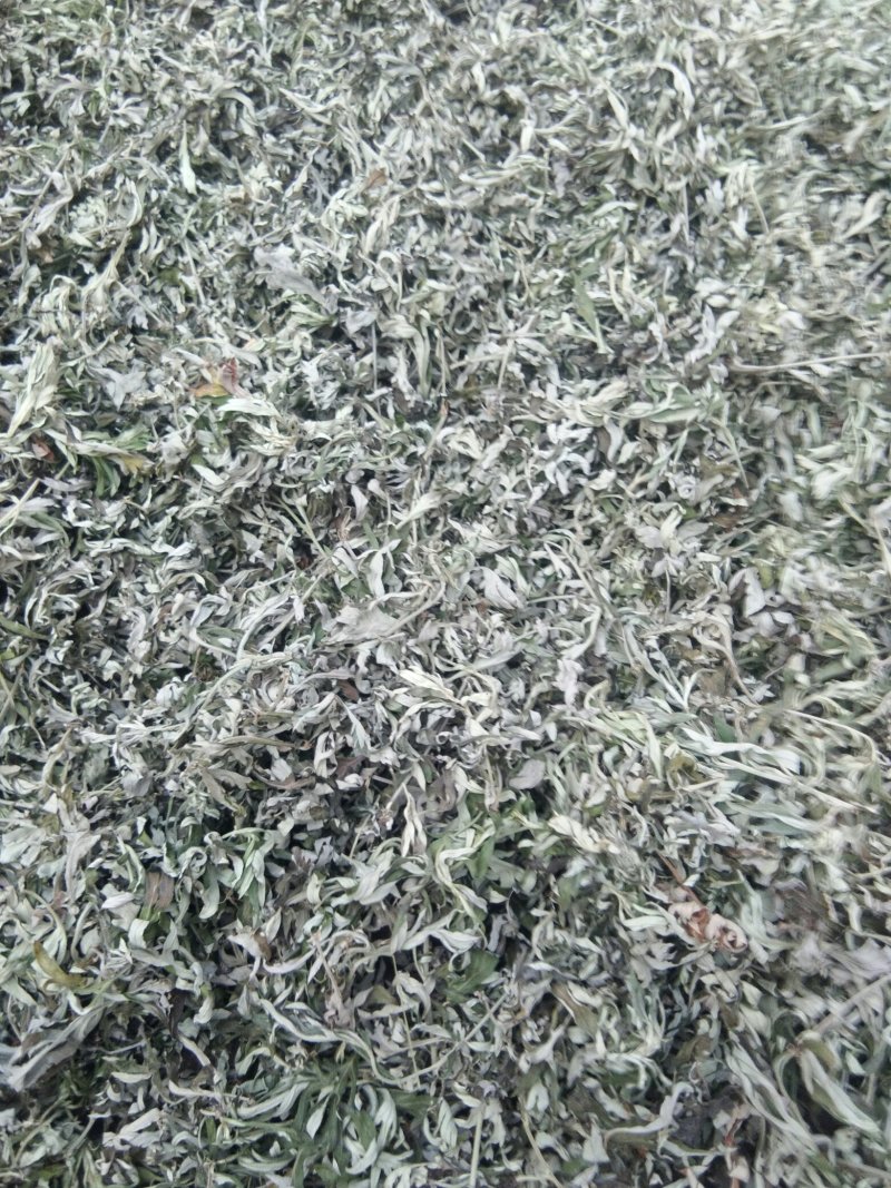 纯野生艾叶