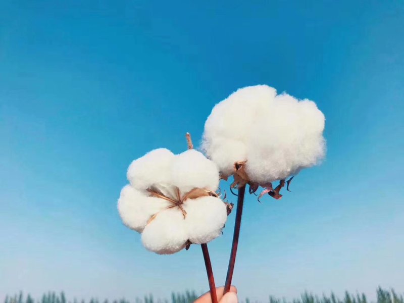 新疆阿瓦提皮棉（手摘）
