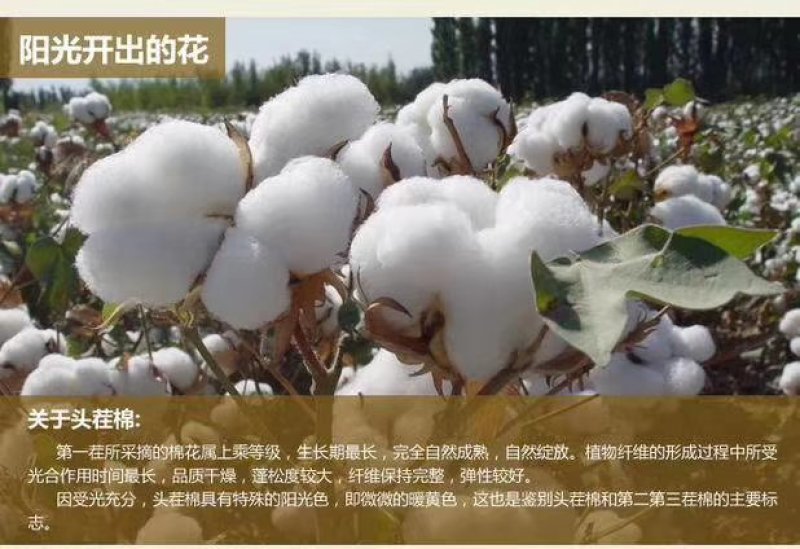 新疆阿瓦提皮棉（手摘）