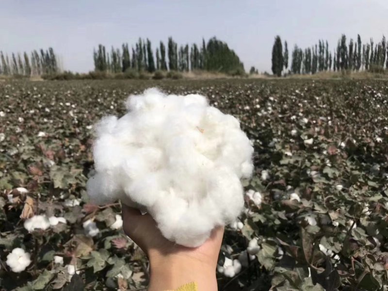 新疆阿瓦提皮棉（手摘）