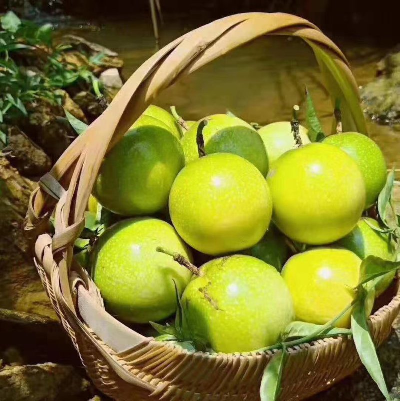 黄金百香果嫁接苗产量高抗病毒强