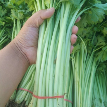 蔬菜