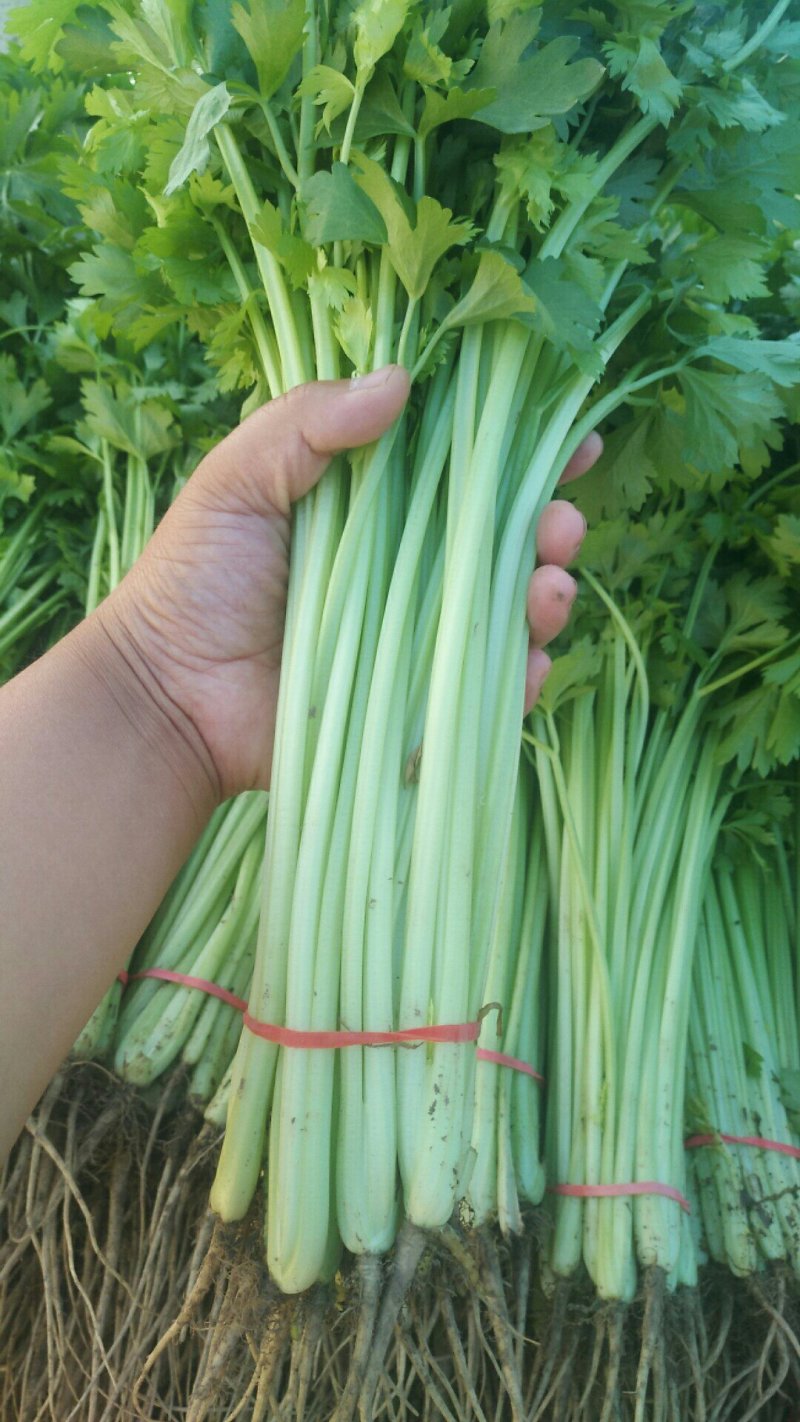 蔬菜