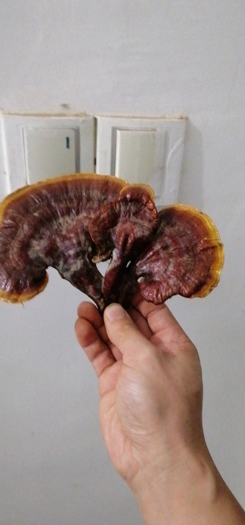 灵芝