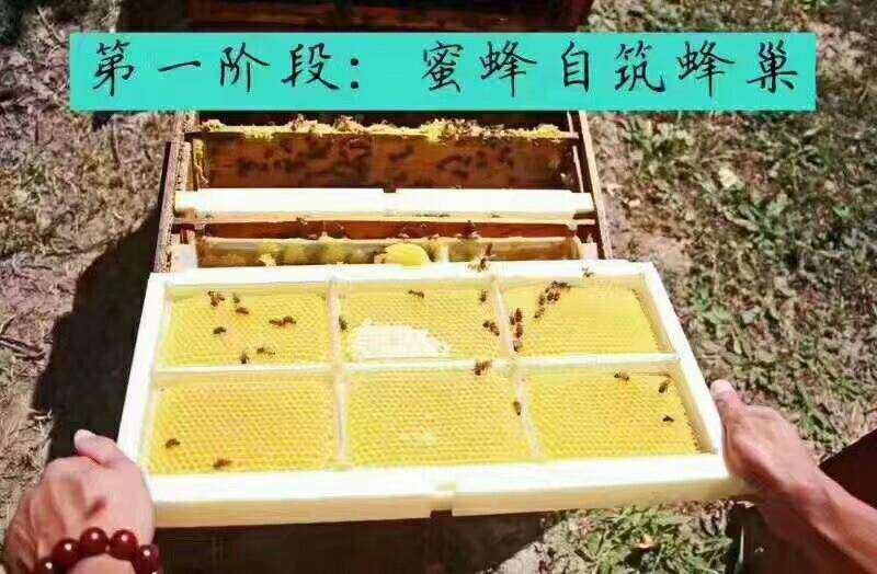 新疆伊犁蜂巢蜜（薄荷味）2盒起包邮
