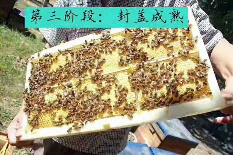 新疆伊犁蜂巢蜜（薄荷味）2盒起包邮