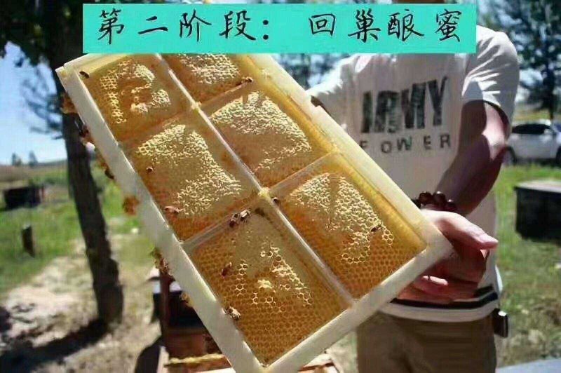 新疆伊犁蜂巢蜜（薄荷味）2盒起包邮
