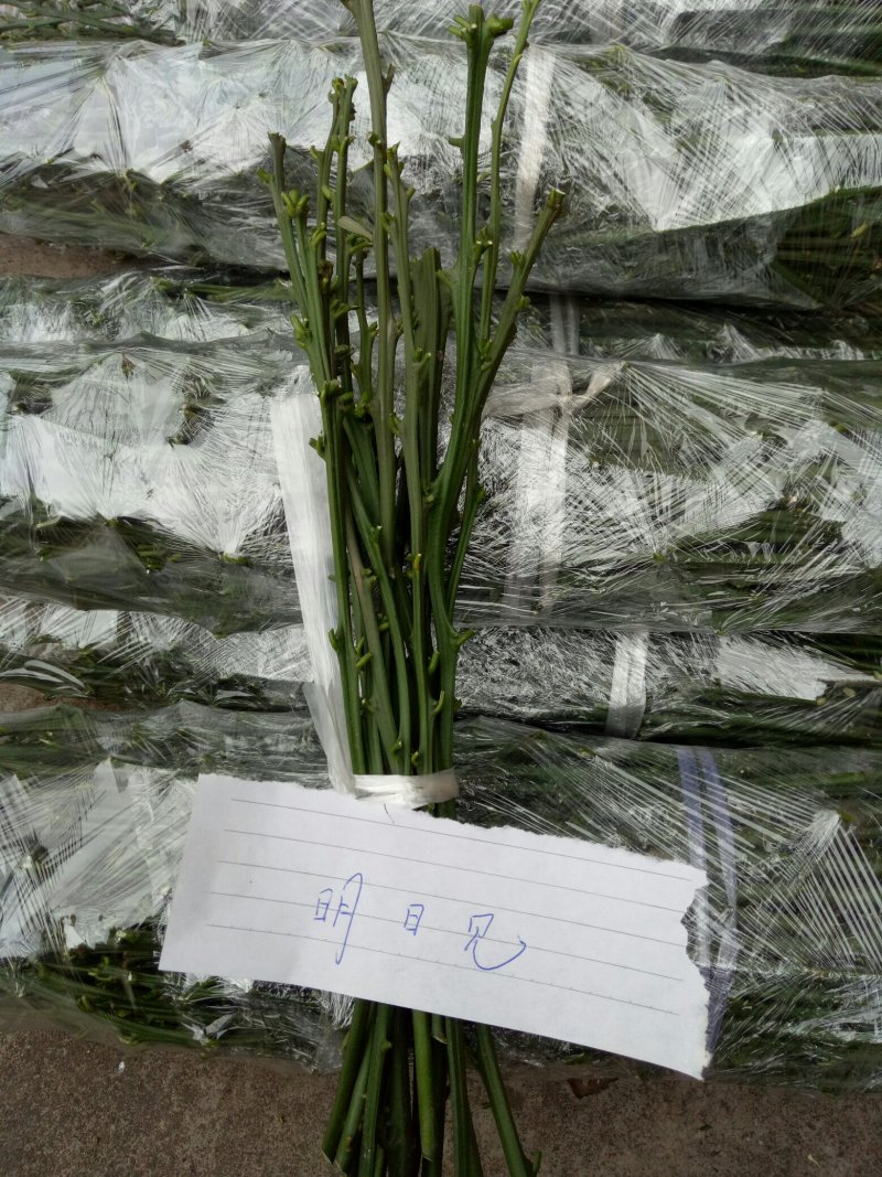 柑橘枝条明日见枝条枝条老熟品种保证一手货源