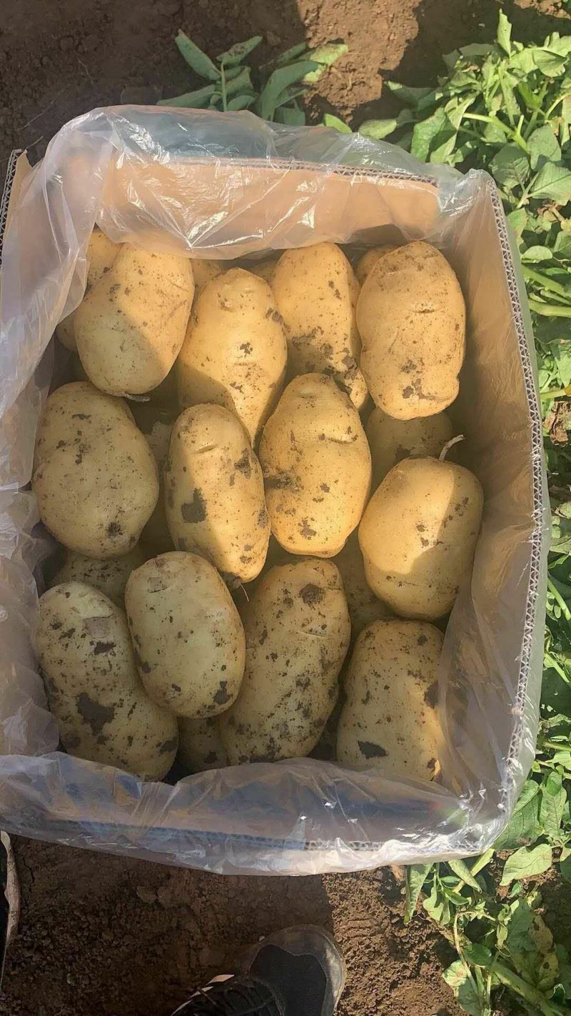 河北唐山荷兰土豆，早大白专业购销/产地直发欢迎来电咨询