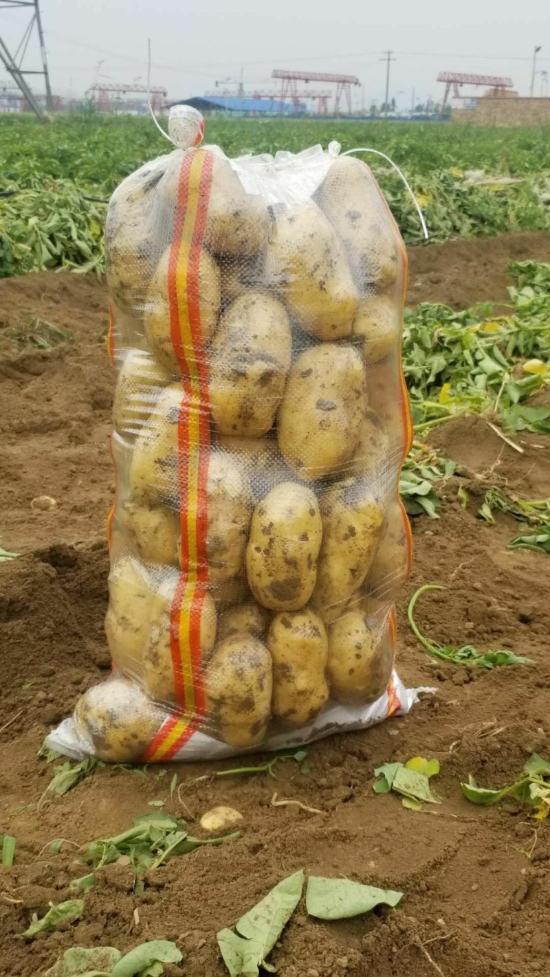 河北唐山荷兰土豆，早大白专业购销/产地直发欢迎来电咨询