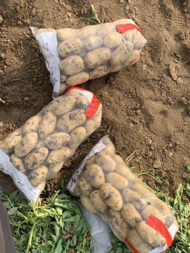 河北唐山荷兰土豆，早大白专业购销/产地直发欢迎来电咨询