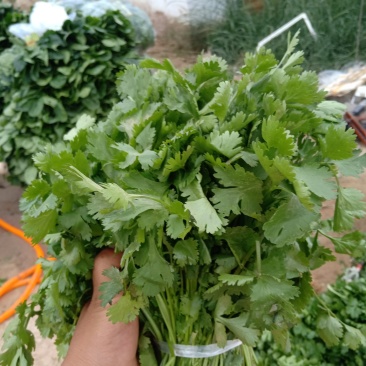 高原精品优质大叶香菜春夏秋长期有货