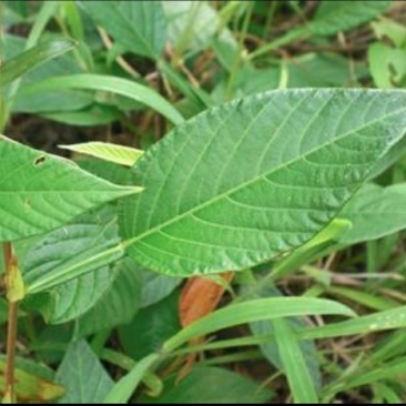 大量收购葫芦茶