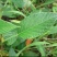 大量收购葫芦茶